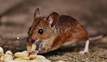 24 Hour & Emergency Exterminators in Willow Ridge, NC
